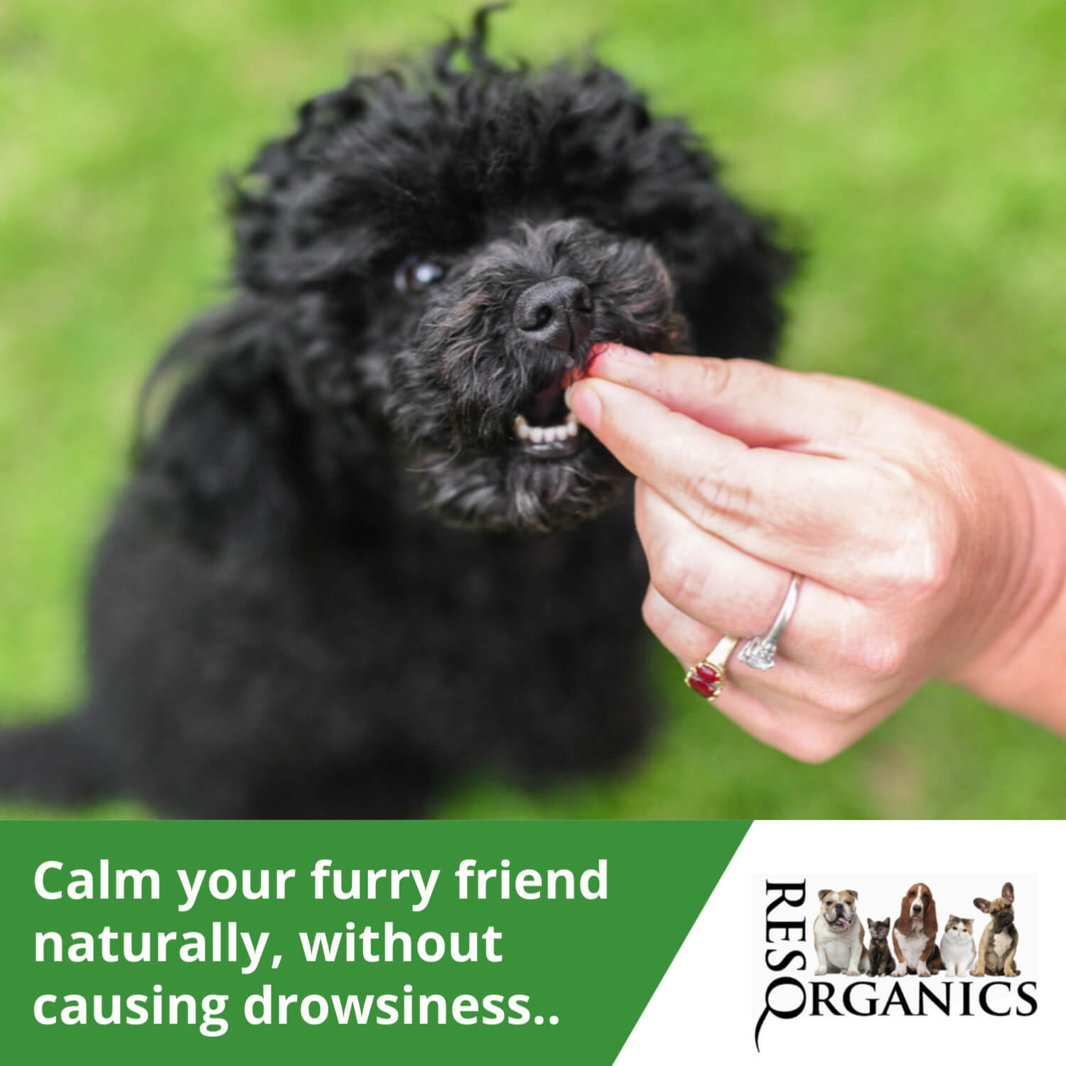 *NEW* CBD-Infused Organic Dog Treats - Image 2